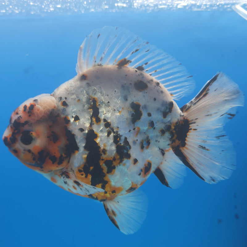 Thai Jumbo White Tiger Orchid Tail Oranda by NK THAILAND 5.00 inch Body (NKT-FEB-369)