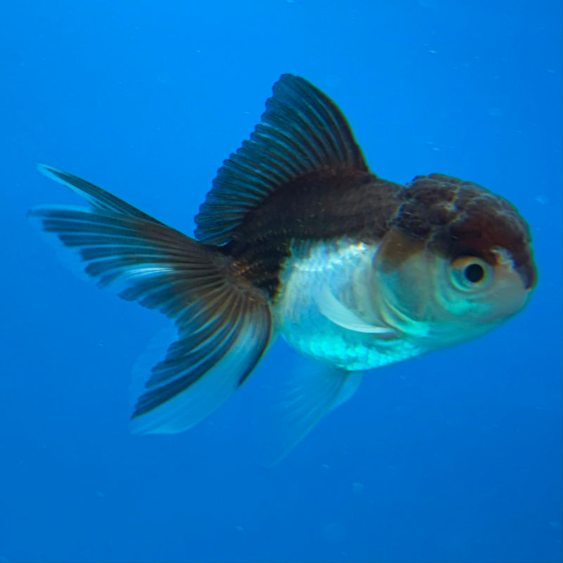 Thai Oranda Panda 2in Female (FEB-438)R3B19