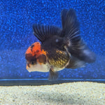 Thai Oranda Apache 2.3” Female(FEB-655)R3B21