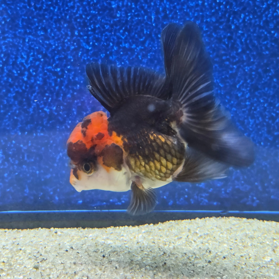 Thai Oranda Apache 2.3” Female(FEB-655)R3B21