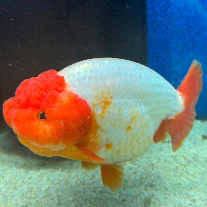 Thai Ranchu Red & White 3.5in Female (FEB-466)BLUETUBA
