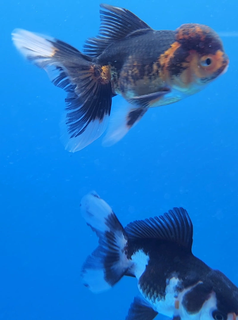 Thai Oranda Red & White Panda Tri 2.5 F (FEB-189)R3A06
