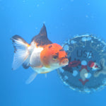 Thai Oranda Tri-Color 2.5” Female(FEB-664)R3B04