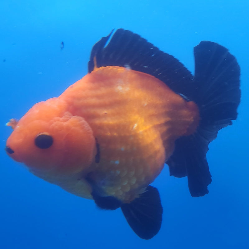 Thai Jumbo Oranda Apache 4in Female (FEB-230)BLUETUB1