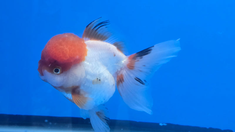 Thai Red Cap Oranda 3.00 inch Body Female Small Breed (NNN-3023)R1A09