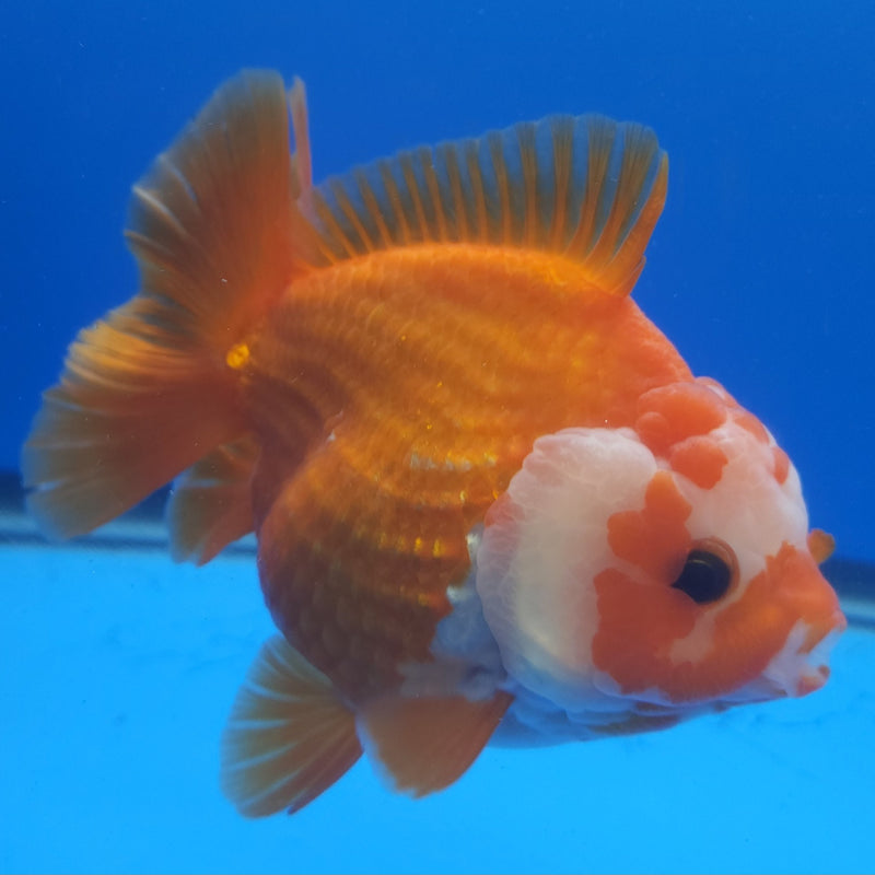 Thai Jumbo Oranda Red & White 4in Female (FEB-234)BLUETUB1