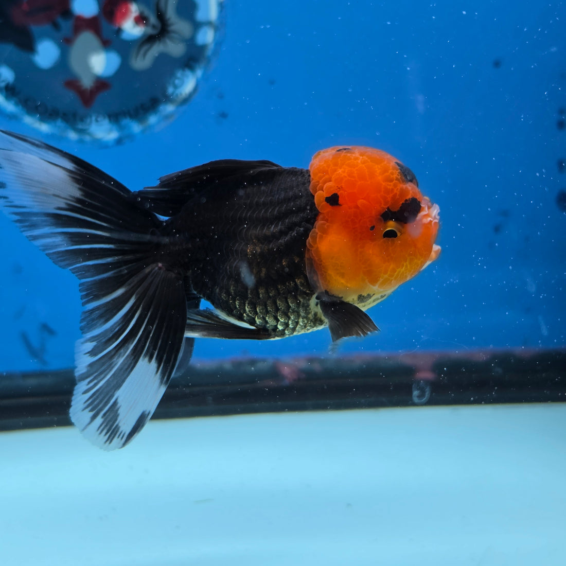 Thai Oranda Red Cap Black 3.5” Female(FEB-727)R1B07