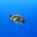 Thai Ranchu Copper 3” Body Female(FEB-360)SHOWTANKB