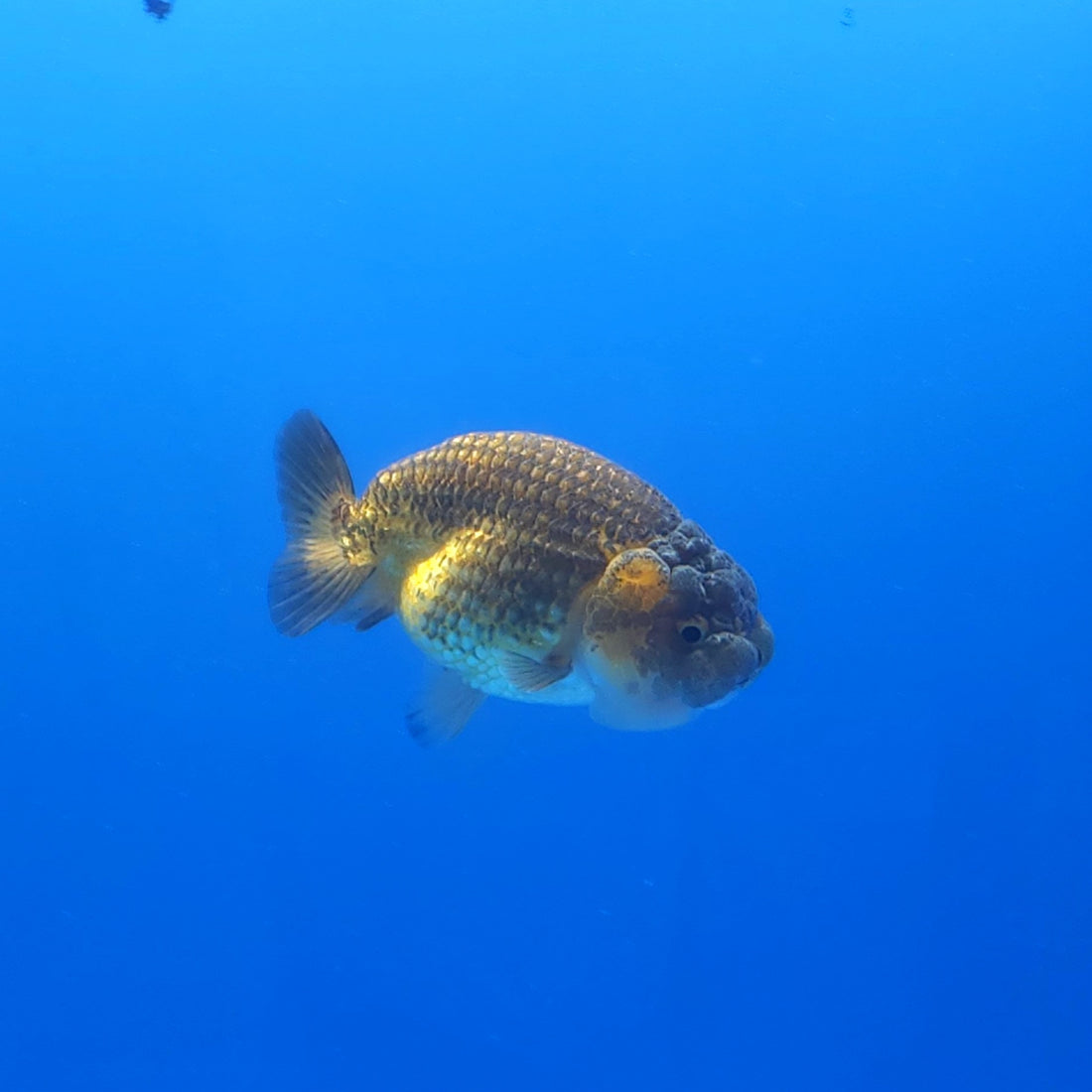 Thai Ranchu Copper 3” Body Female(FEB-360)SHOWTANKB