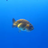 Thai Ranchu Copper 3” Body Female(FEB-360)SHOWTANKB✅