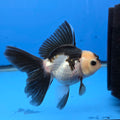 Thai Oranda Lemon Head Panda Jumbo Breed 2.8" Body Female 6mths(FEB-541)