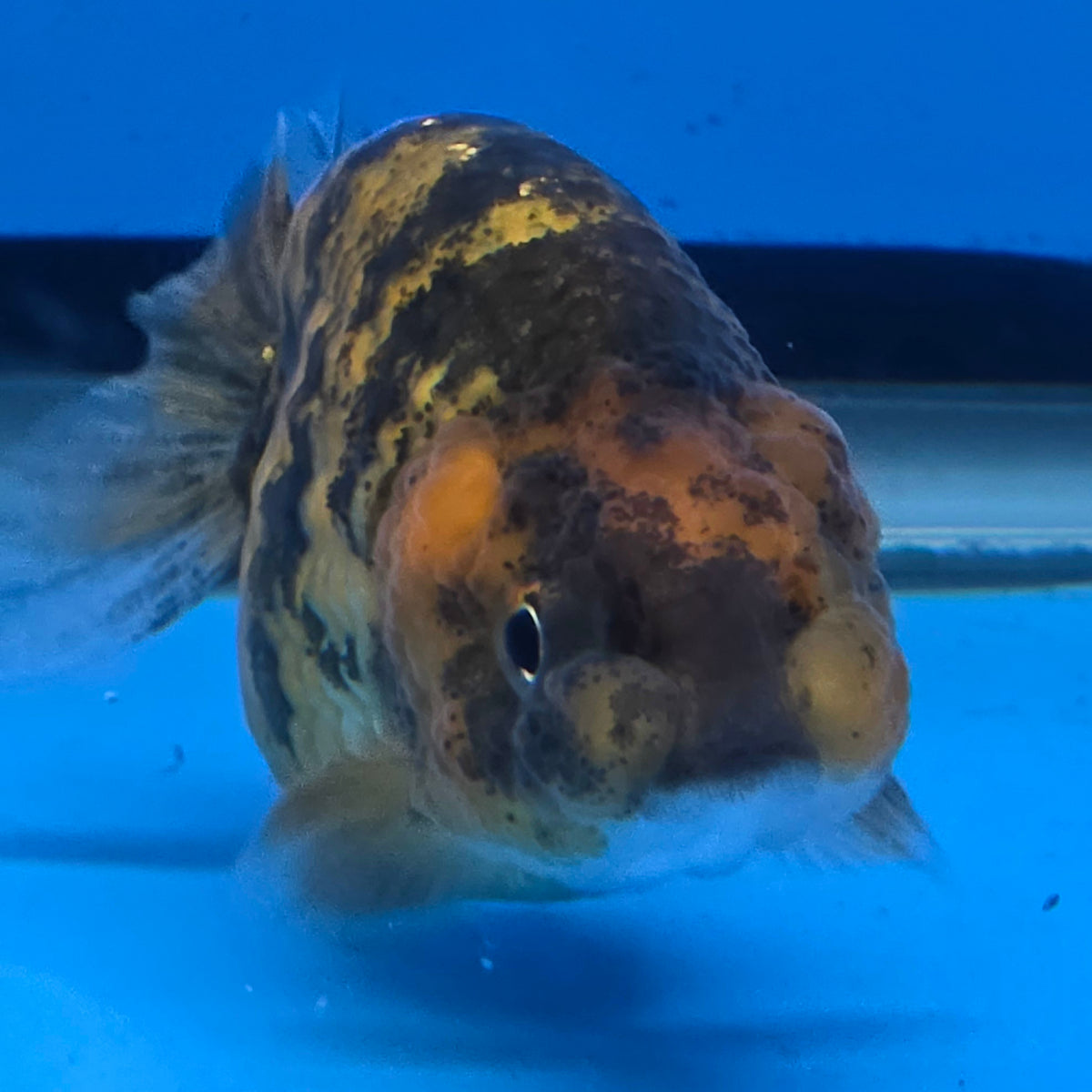 Thai Ranch Tiger 2.50" Body Female (FEB-777)R3B23