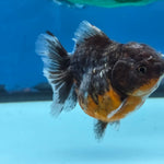 Thai Oranda Kirin Sakura Shogun Farm 3.2" Body male 6mths(FEB-579)R3B02