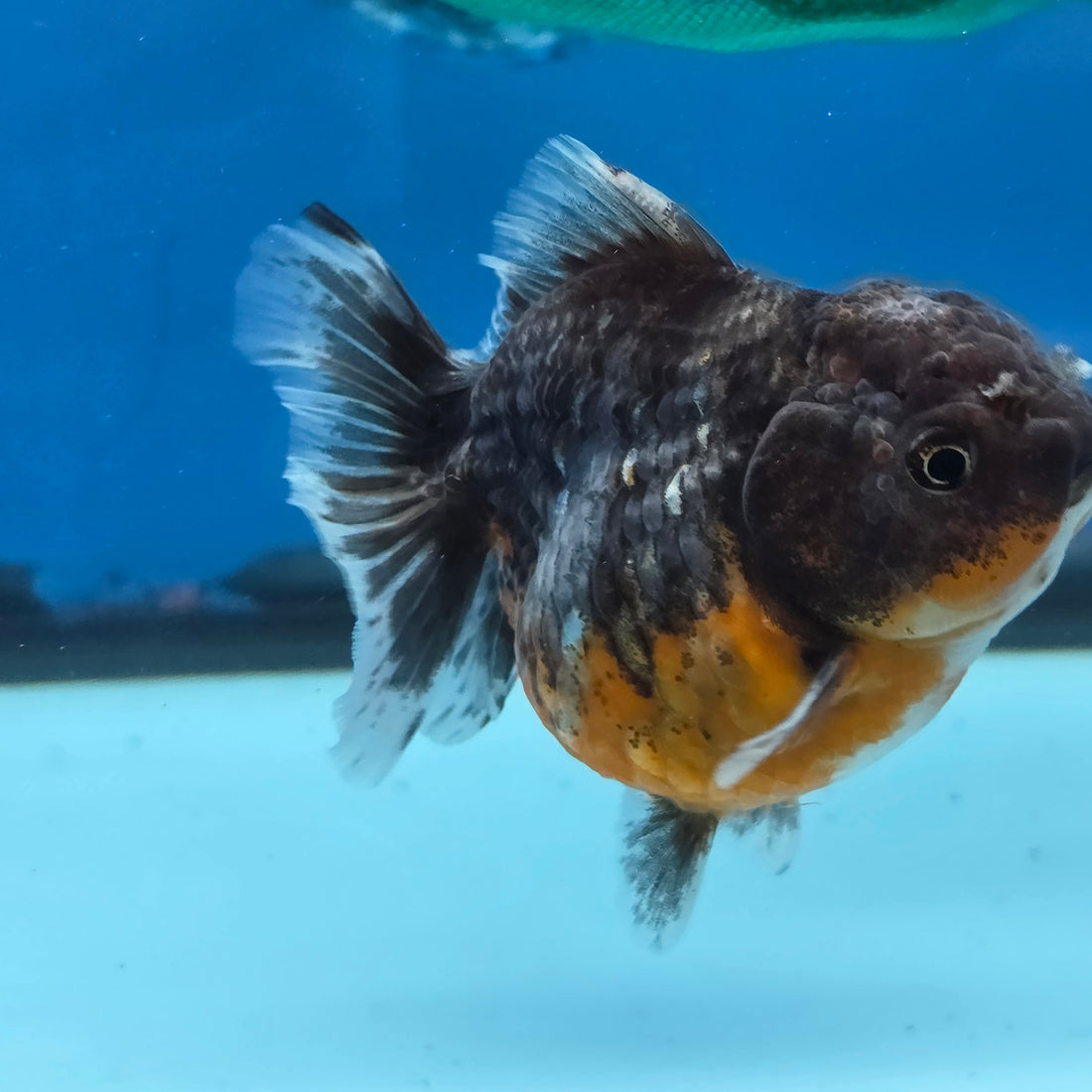 Thai Oranda Kirin Sakura Shogun Farm 3.2" Body male 6mths(FEB-579)R3B02