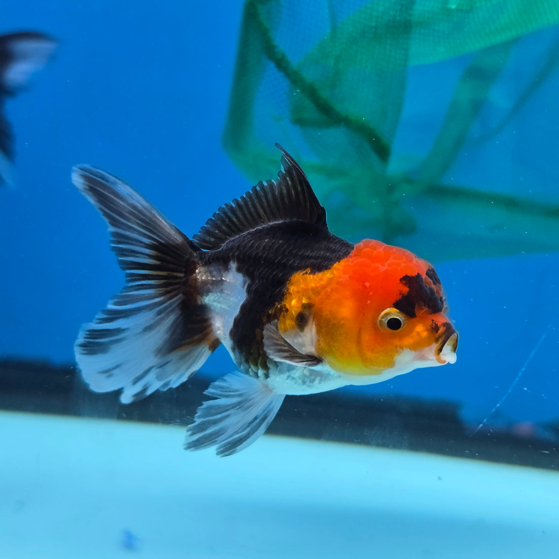 Thai Oranda Tri Color body breed 2.5" Body Female 6mths(FEB-567)R3B22