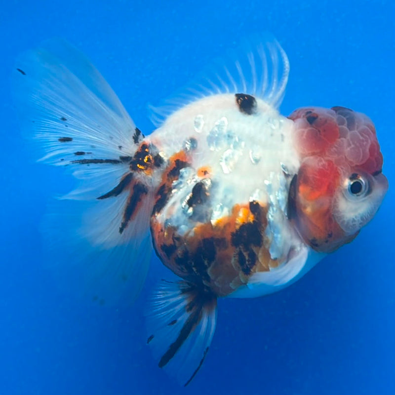 Thai Oranda Tiger Tri Color  in female 3.5 in (FEB-457)BLUETUBA