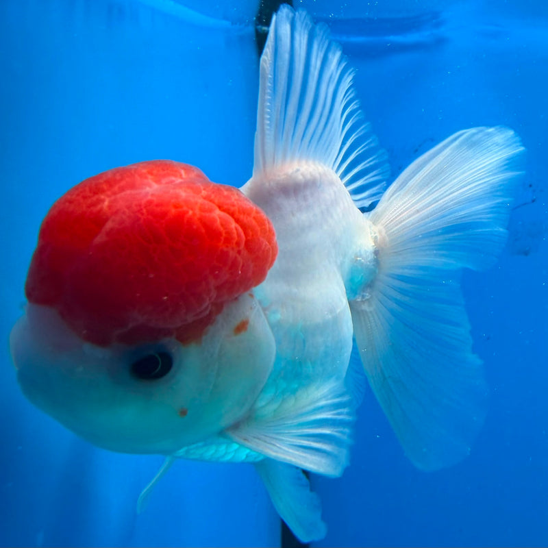 Thai Oranda White Body Red Cap 3.5" Female(FEB-431)R2B13