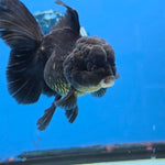 Thai Oranda Super Black 3.5” Female(FEB-726)R1B07