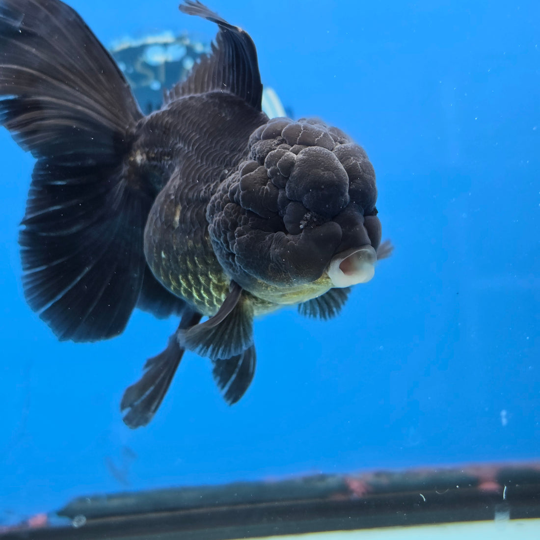Thai Oranda Super Black 3.5” Female(FEB-726)R1B07