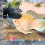 High Grade Sakura Balloon Molly (Poecilia sphenops)