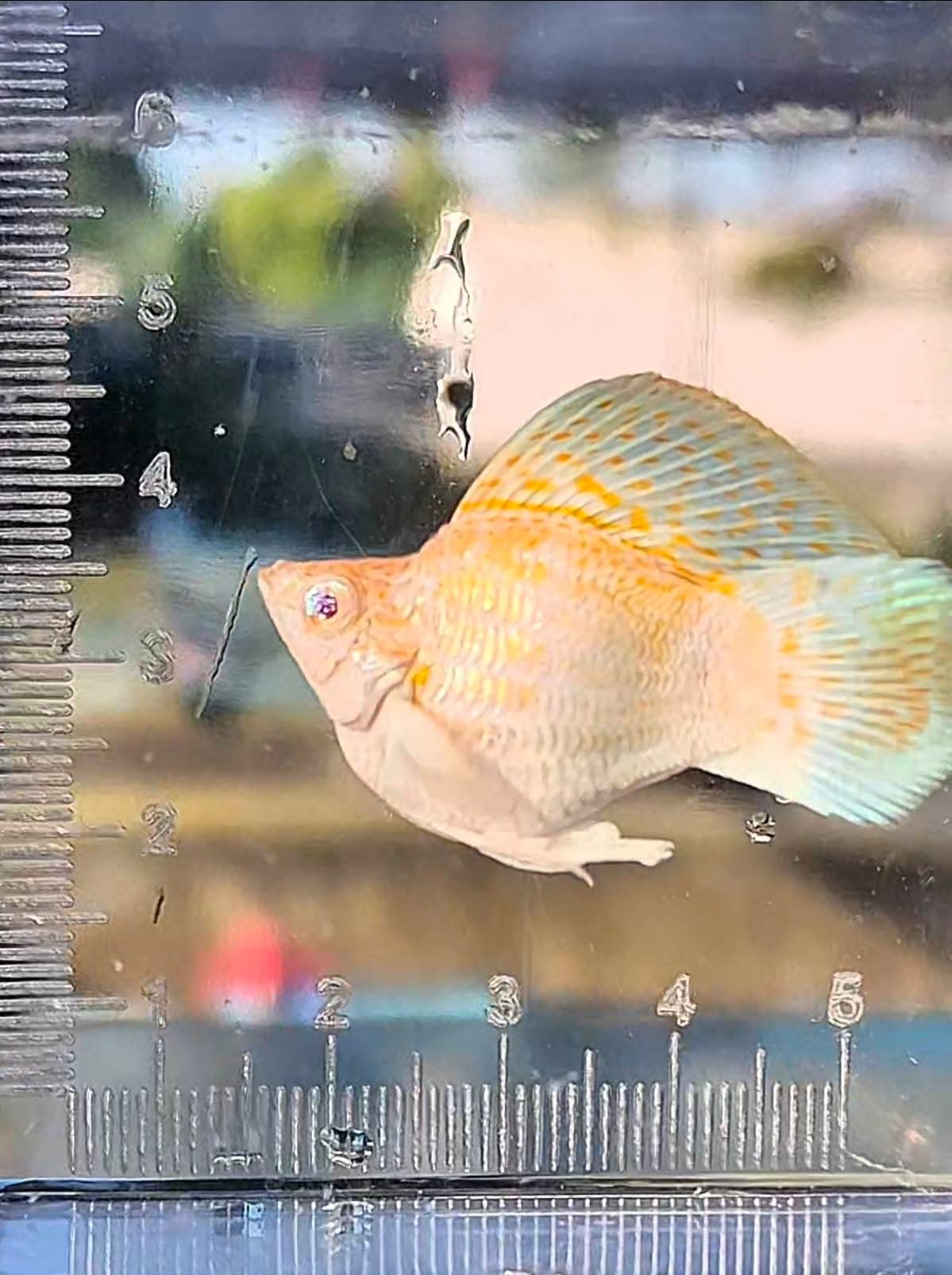 High Grade Sakura Balloon Molly (Poecilia sphenops)