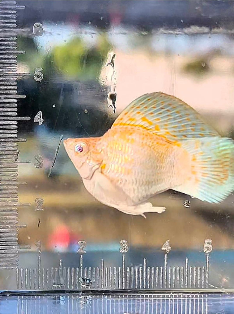 High Grade Sakura Balloon Molly (Poecilia sphenops)