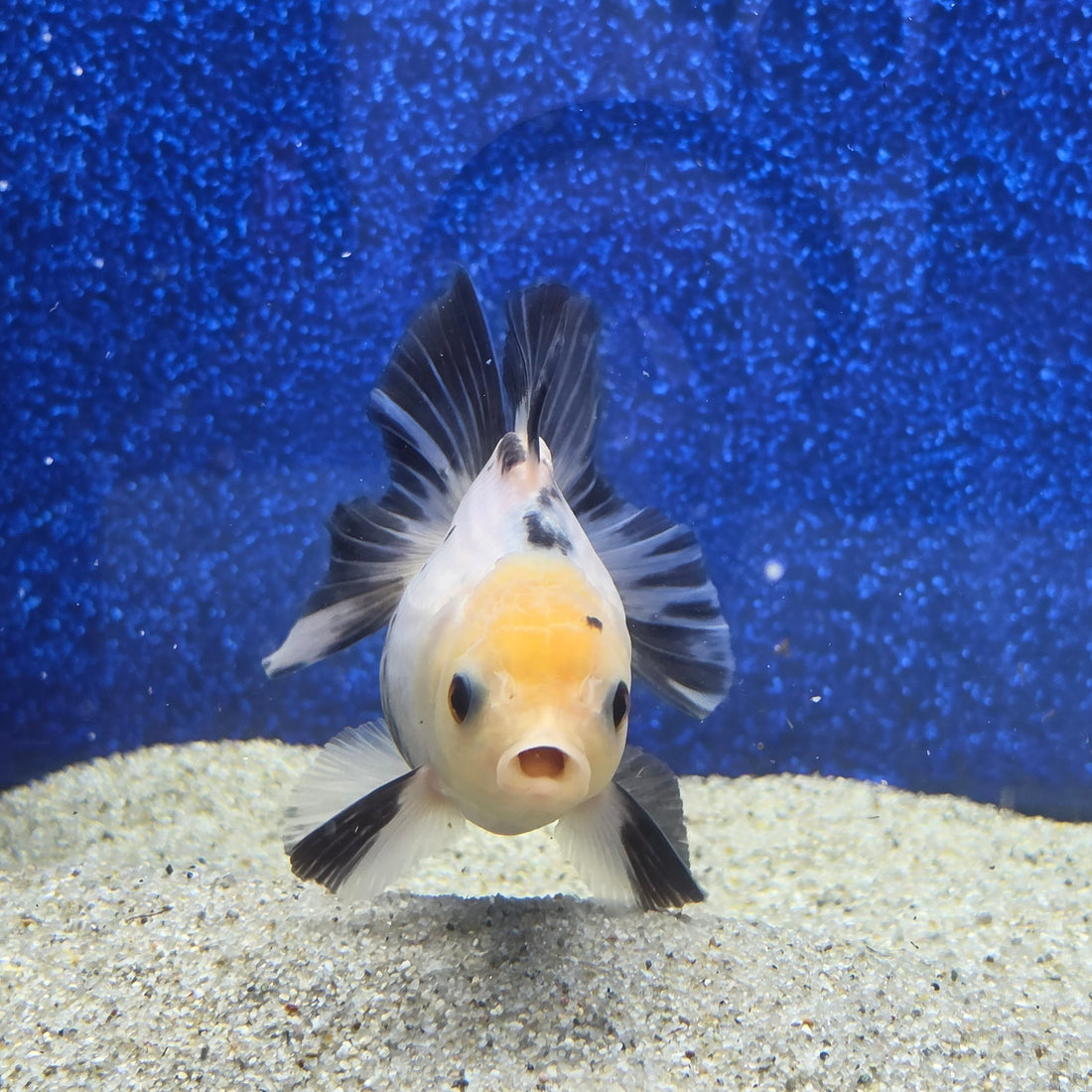 Thai Oranda Lemon head Panda 2.7” Female(FEB-651)R3B21