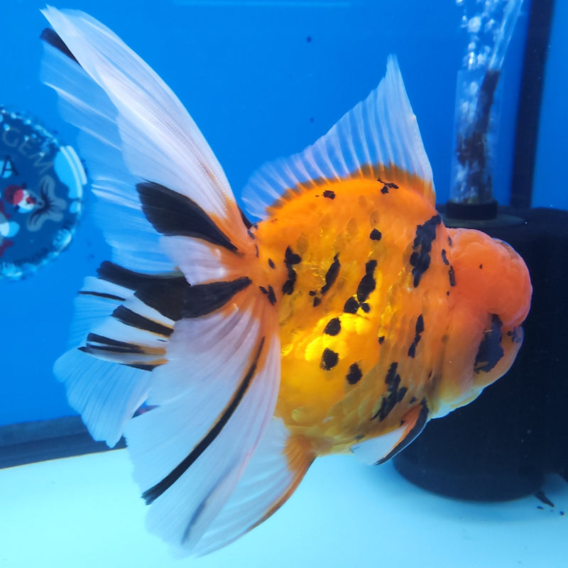 Thai Oranda Tiger JUMBO  4.5” Body Male(FEB-378)R2A08