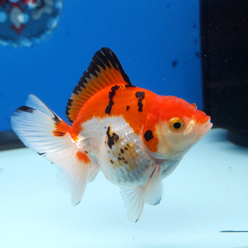 Thai Oranda Tri-Color 3” Female (FEB-258)R3A04