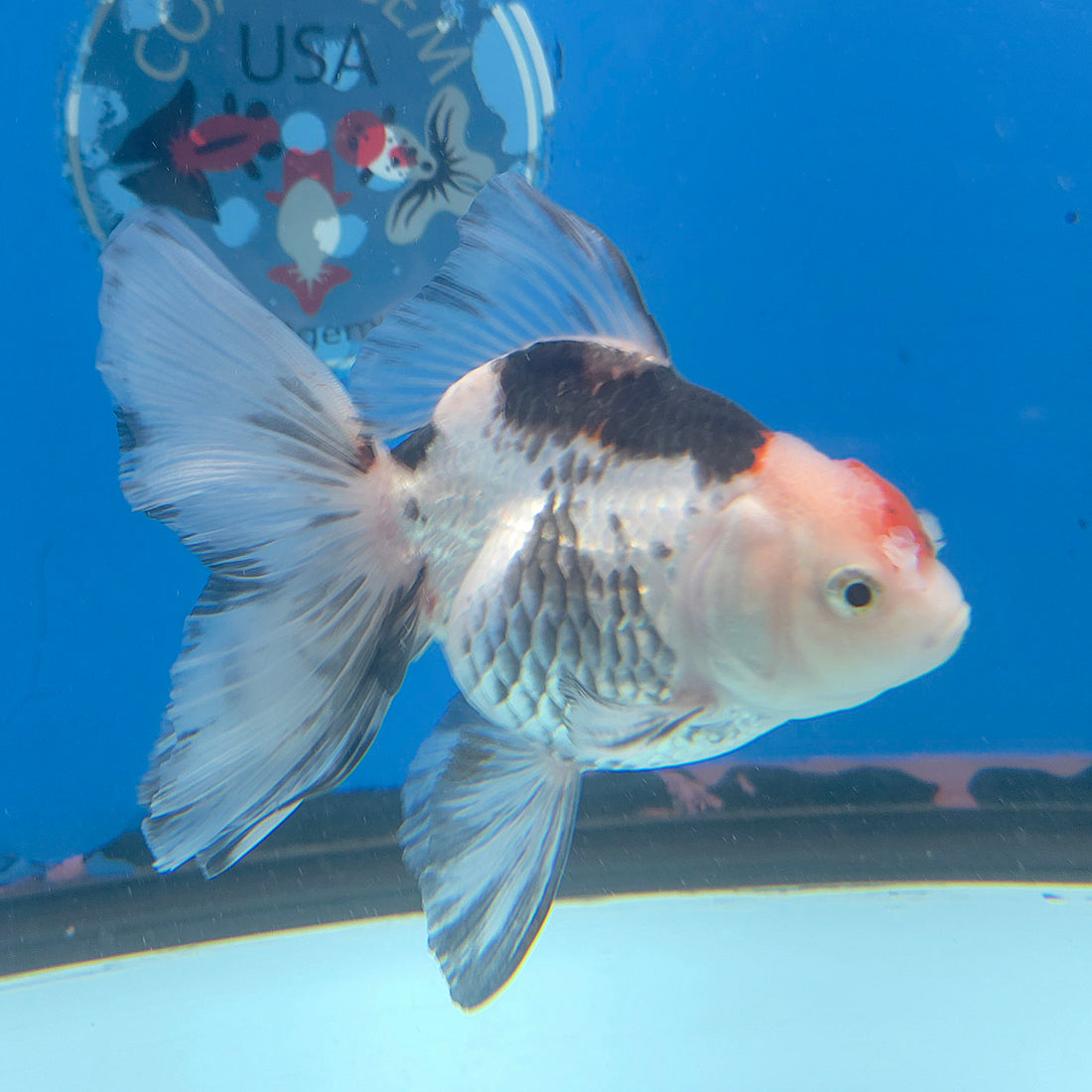 Thai Oranda Tri-Color 3in Female (FEB-687)R3A06