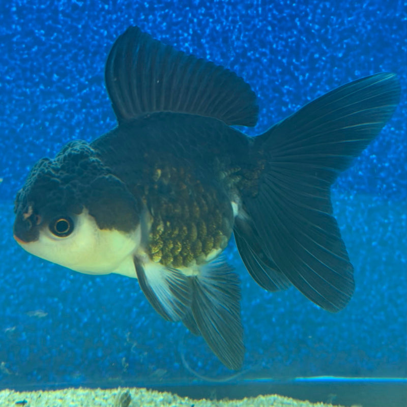 Thai Oranda Panda 2.5in Female (FEB-473)R3A13