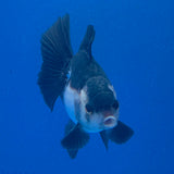 Thai Oranda Panda 3.00" Body Male (FEB-790)R1B03
