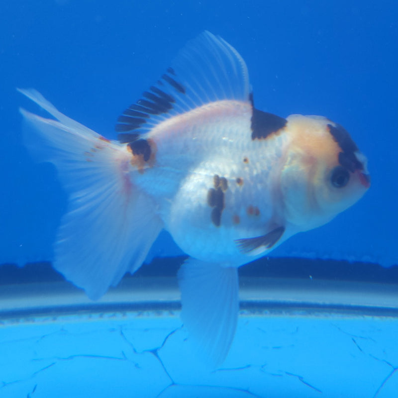 Thai Oranda Black Tancho Panda 2.5” Female (FEB-362)R3B20
