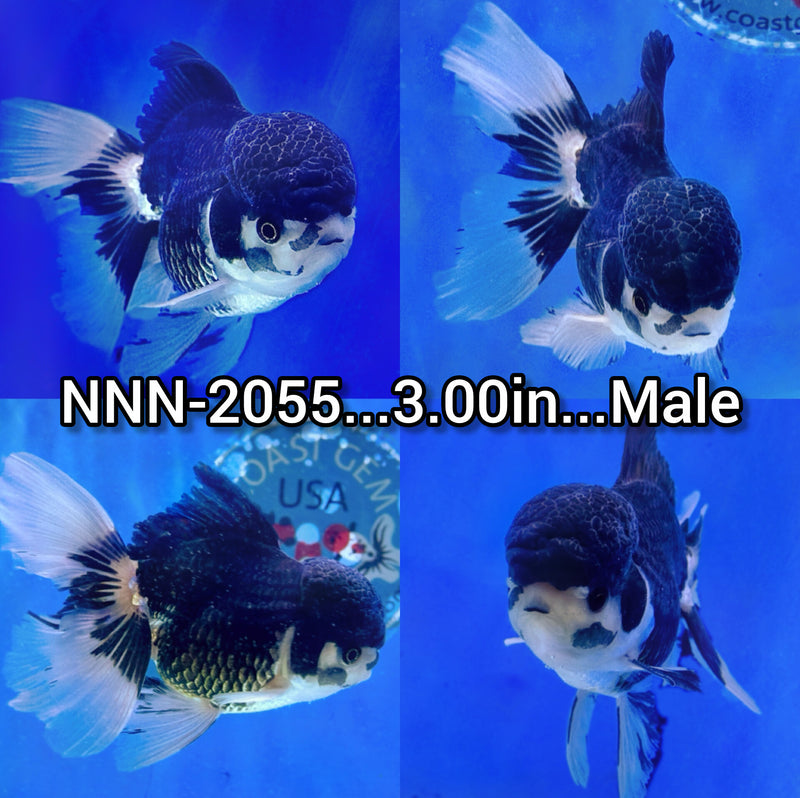 Thai Panda Oranda 3.00 inch Body Male (NNN-2055)R4C06