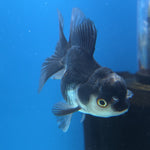 Thai Oranda Panda 2.5” Female(FEB-649)R3B05
