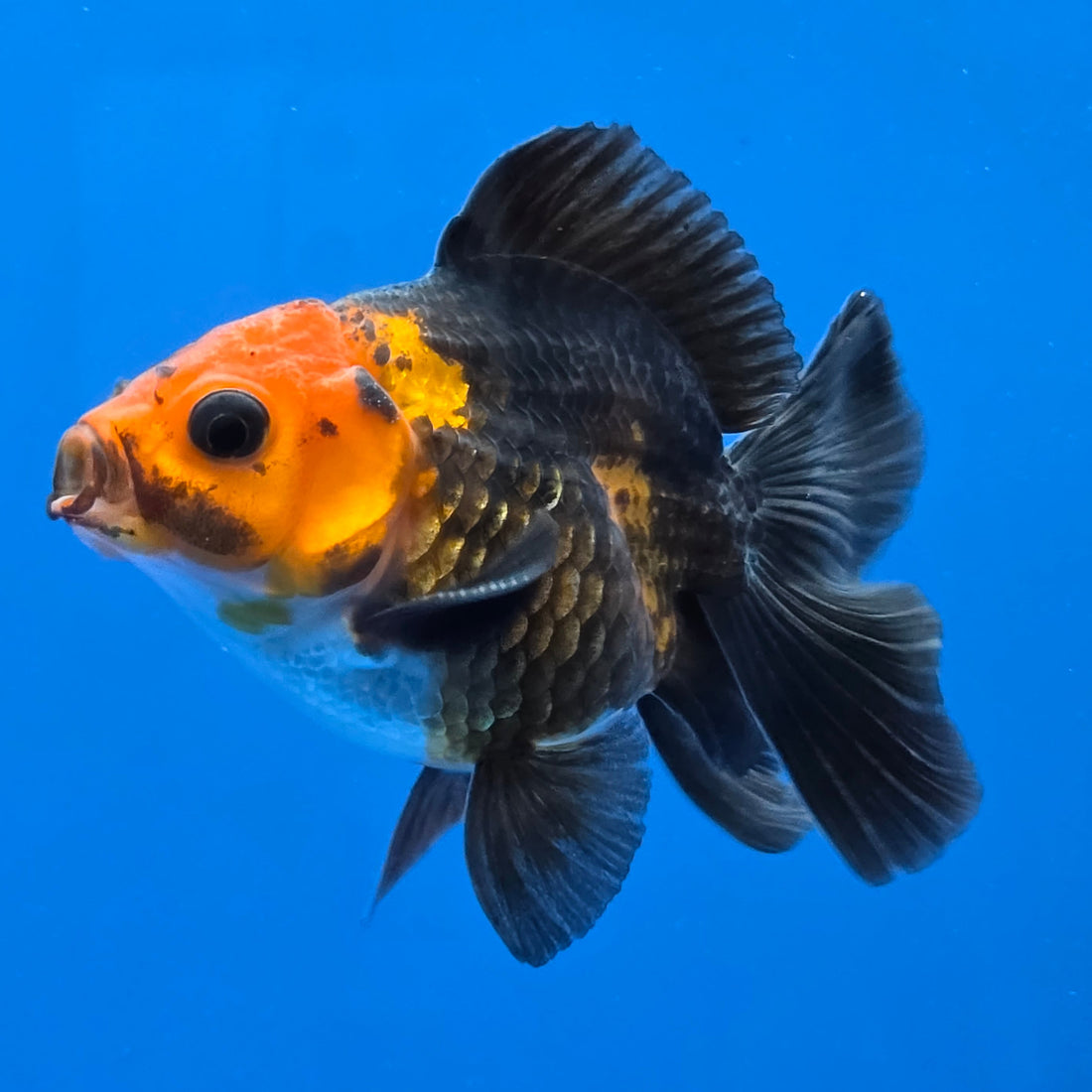 Thai Oranda Red Cap Black 2.00" Body male (FEB-744)R2B01