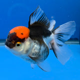 Thai Oranda Red Cap Panda 3.5" Body Female (FEB-883)R2B08
