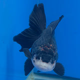 Thai Oranda Red Cap Panda 3.00" Body Female (FEB-797)R1B03