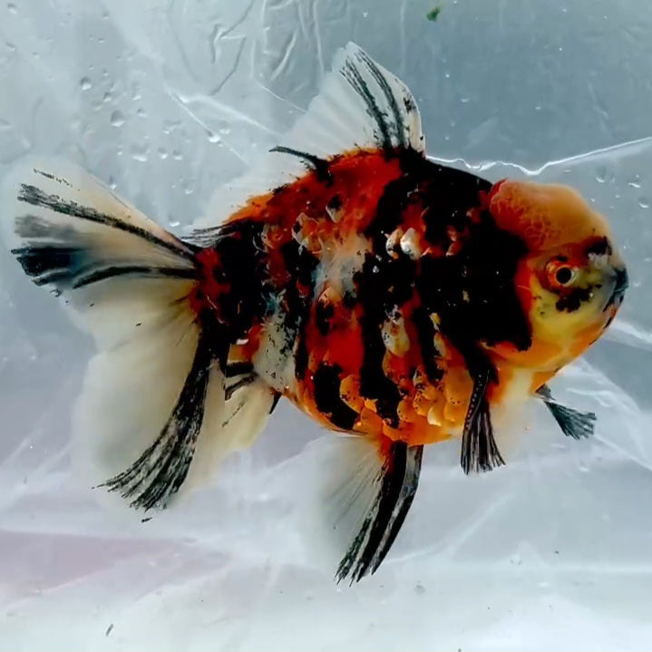 Thai Premium Calico Orchid Tail Oranda 4.00 inch Body (QGF-JO1146)BLUETUB1