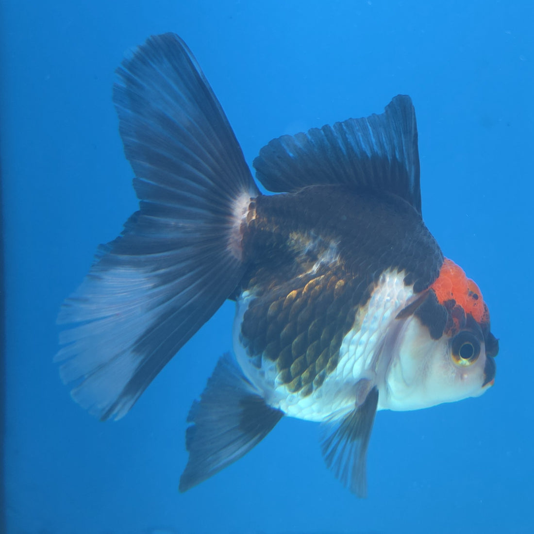 Thai Oranda Red Cap Panda 2.5” Female(FEB-661)R3B04