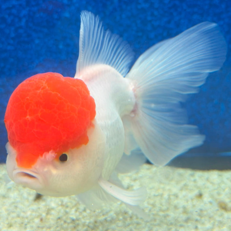 Thai Oranda Red Cap White 3in Female (FEB-470)BLUETUBA