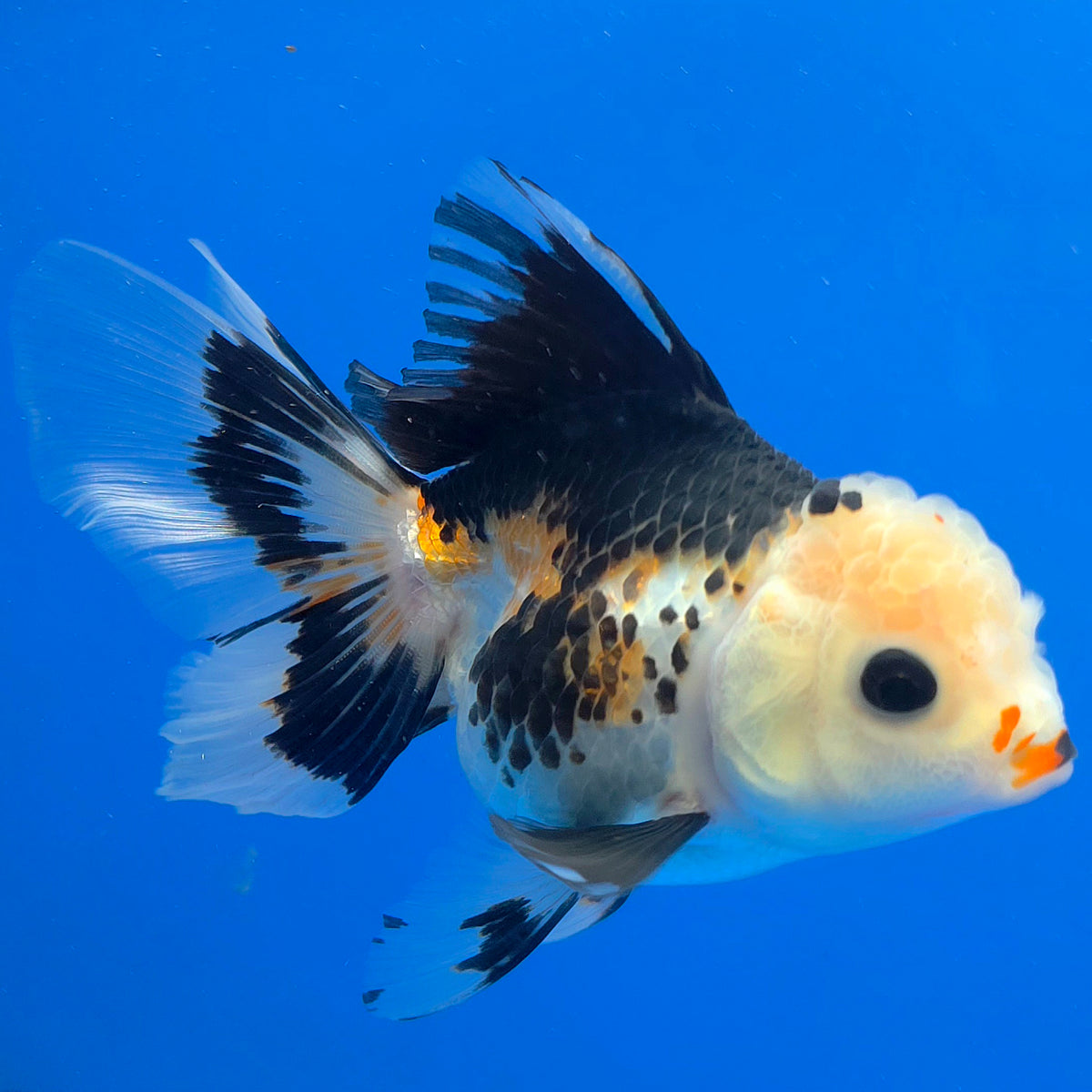 Thai Oranda Lemomhead Tri-Color 3.00 inch Body Female(FEB-843)R2B07