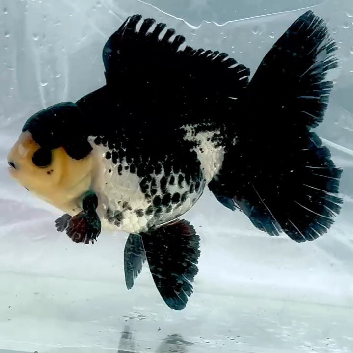 Thai Premium Panda Orchid Tail Oranda 4.00 inch Body (QGF-JO1150)BLUETUB1