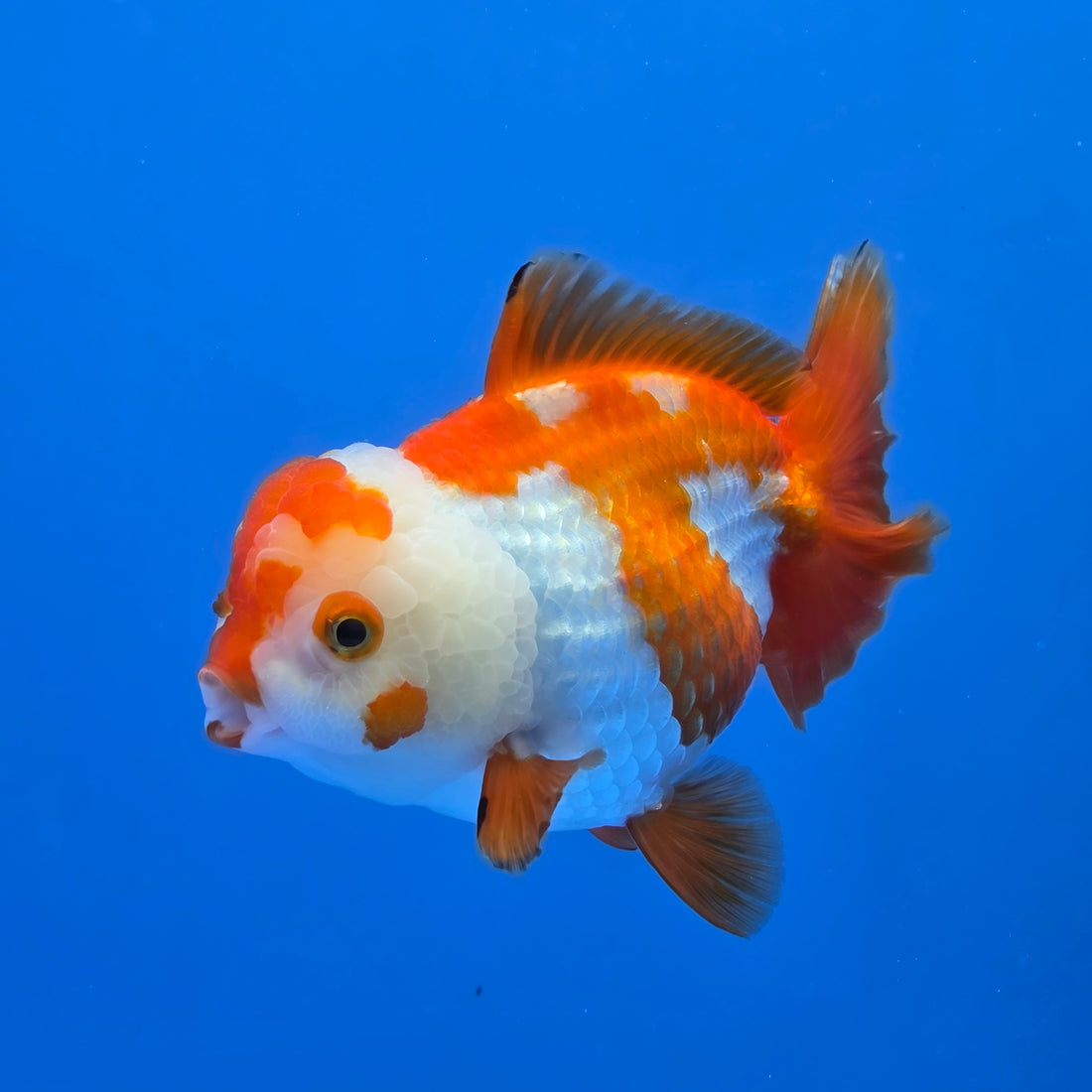 Thai Oranda Yuanbao Red abd White 4.50" Body Female (FEB-736)R2A09