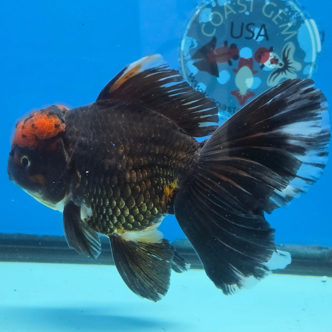 Thai Oranda Red Cap Black 5" Body male 12mths(FEB-573)R3A01