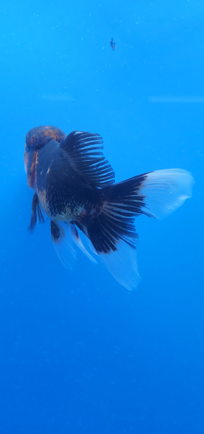 Thai Oranda Red & White Panda Tri 2.5 F (FEB-189)R3A06