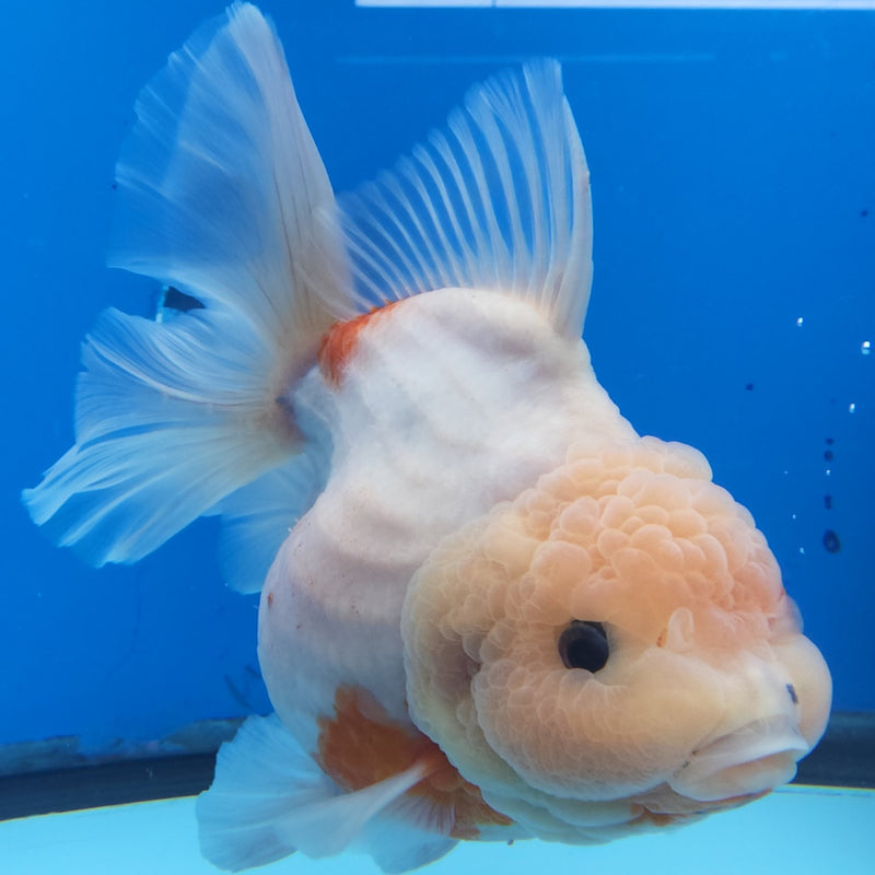 Thai Jumbo Red & White Sakura Orchid Tail Oranda by NK THAILAND 5.00 inch Body (NKT-FEB-373)