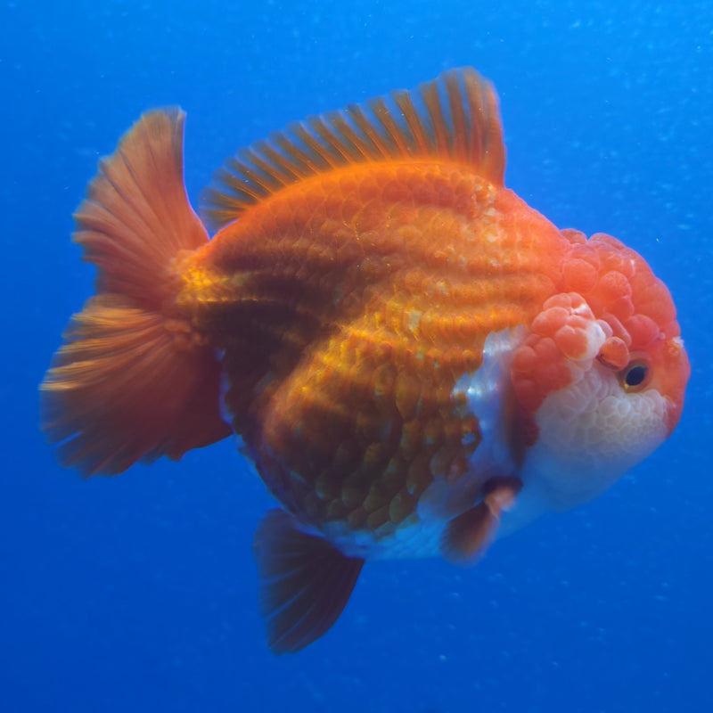 Thai Jumbo Oranda Red & White 4.5in Female (FEB-224)BLUETUB1
