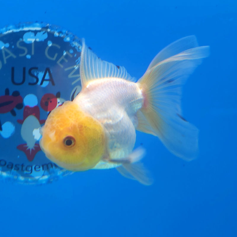 Thai Oranda Lemonhead 2.5” Male (FEB-265)R3B18