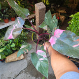 6 inch pot - Pink Princess Philodendron Live Plant indoor - Get similar big plant